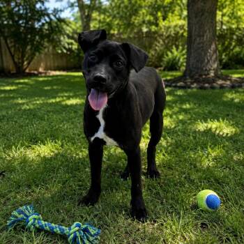 Macchiato -  Black Labrador Retriever and Pit Bull Terrier Dog for Adoption in East St. Louis, Illinois - Macchiato | PetCurious