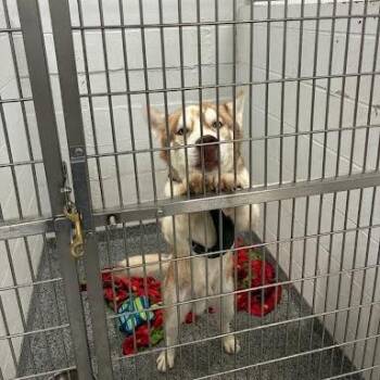 Corky -  Husky Dog for Adoption in Jeffersonville, Indiana - Corky | PetCurious