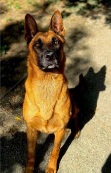 Rescue Belgian Shepherd Malinois and German Shepherd Dog Dogs for Adoption in Visalia, California - Angelique | PetCurious