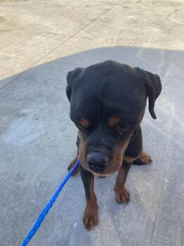 GRIZZLEY -  Mixed Breed Dog for Adoption in Dallas, Texas - GRIZZLEY | PetCurious