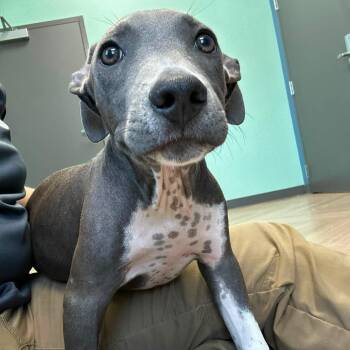 Frank -  Hound Dog for Adoption in Manchester, Tennessee - Frank | PetCurious