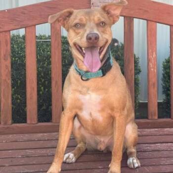 Mixed Breed Dogs Available for Adoption in Quincy, Illinois - Murphy | PetCurious