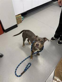 Mixed Breed Dogs Available for Adoption in West Chester, Pennsylvania - Roshi | PetCurious