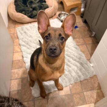 Heidi -  German Shepherd Dog and Coonhound Dog for Adoption in St. Louis, Missouri - Heidi | PetCurious