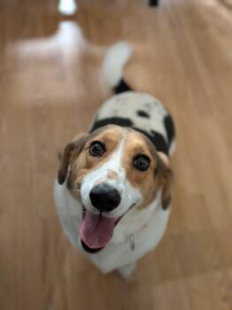 Janey -  Pembroke Welsh Corgi and Beagle Dog for Adoption in Tulsa, Oklahoma - Janey | PetCurious