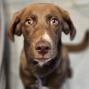 Droopy -  Chocolate Labrador Retriever Dog for Adoption in Normal, Illinois - Droopy | PetCurious