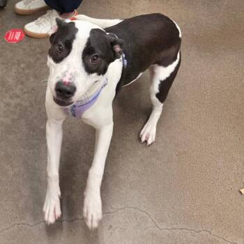 Pepperly -  Labrador Retriever Dog for Adoption in Chattanooga, Tennessee - Pepperly | PetCurious