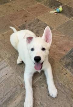 Mixed Breed Dogs Available for Adoption in Chamblee, Georgia - Red Dot -Red | PetCurious