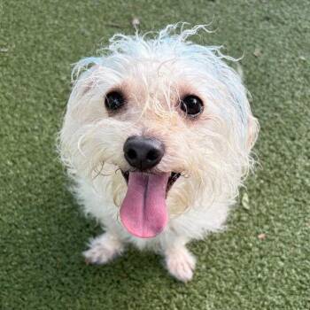 FOSTER OR FOSTER TO ADOPT Little Guy -  Mixed Breed Dog for Adoption - FOSTER OR FOSTER TO ADOPT Little Guy | PetCurious