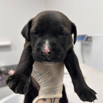 Mixed Breed Dogs Available for Adoption in Bentonville, Arkansas - Tiger | PetCurious