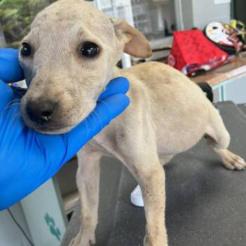Mixed Breed Dogs Available for Adoption in Volcano, Hawaii - COH-A-67443 | PetCurious