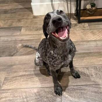 German Shorthaired Pointer and Australian Cattle Dog Blue Heeler Dogs Available for Adoption - Daisy Bee | PetCurious