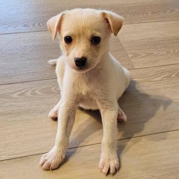 Hound and Fox Terrier Dogs Available for Adoption in Columbia, Illinois - Pink(Tia) | PetCurious