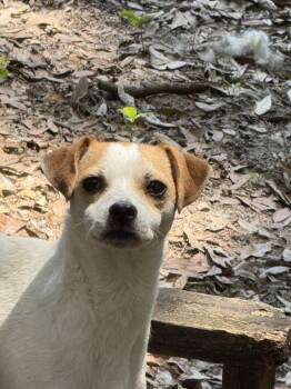 Rescue Jack Russell Terrier Dogs for Adoption in Navarre, Florida - Mark-O | PetCurious