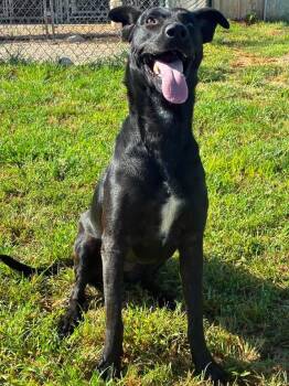 Beauty -  Black Labrador Retriever Dog for Adoption in Munfordville, Kentucky - Beauty | PetCurious