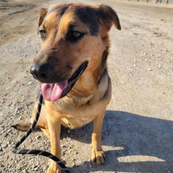 Rescue German Shepherd Dog Dogs for Adoption in Columbia, Missouri - Lily | PetCurious