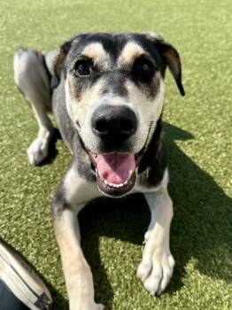 Rescue Mixed Breed Dogs for Adoption in Wichita, Kansas - Naomi | PetCurious