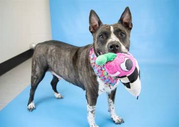 BAILEE -  Pit Bull Terrier and Australian Cattle Dog Blue Heeler Dog for Adoption in Colorado Springs, Colorado - BAILEE | PetCurious