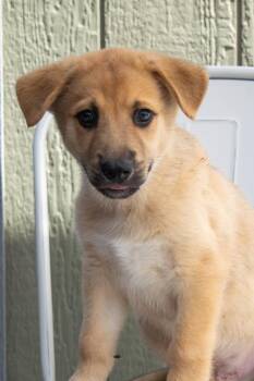 Andy -  Golden Retriever and Shepherd Dog for Adoption in Savage, Minnesota - Andy | PetCurious