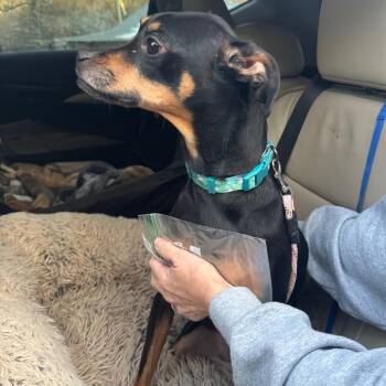 Miniature Pinscher Dogs Available for Adoption - Bambi | PetCurious