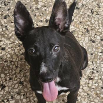 HORUS (In New York) -  Black Labrador Retriever and Mixed Breed Dog for Adoption in New York, New York - HORUS (In New York) | PetCurious