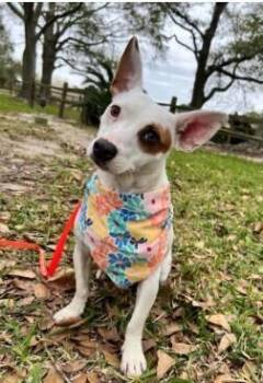 Terrier Dogs Available for Adoption in Silsbee, Texas - Nova (BPA) | PetCurious