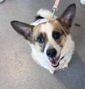 Parson Russell Terrier and Mixed Breed Dogs Available for Adoption in West Chester, Pennsylvania - Marbles | PetCurious