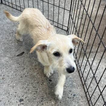 Maltese and Shih Tzu Dogs Available for Adoption in Montgomery, Texas - Lilly | PetCurious