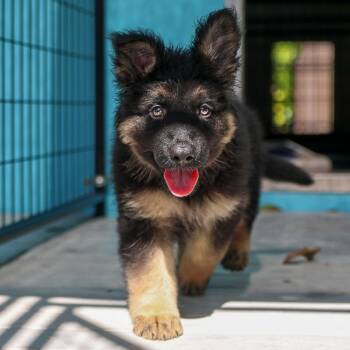 Lyrica -  German Shepherd Dog Dog for Adoption in Bradenton, Florida - Lyrica | PetCurious