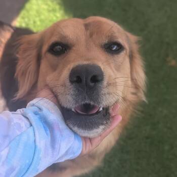 Mixed Breed Dogs Available for Adoption in Alabaster, Alabama - Miller (female) | PetCurious