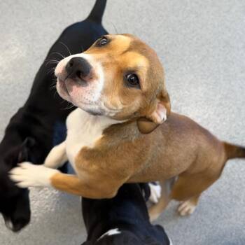 Chevelle -  Mountain Cur and Mixed Breed Dog for Adoption in Martinsville, Virginia - Chevelle | PetCurious