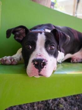 Slim Jim -  Boxer Dog for Adoption in Denver, Colorado - Slim Jim | PetCurious