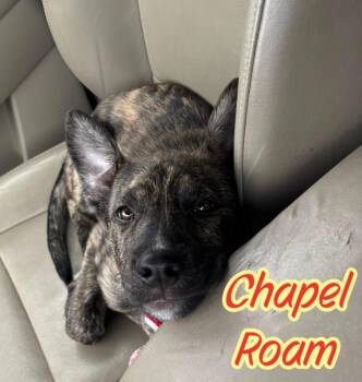 Dutch Shepherd Dogs Available for Adoption in Elburn, Illinois - Chapel Roam | PetCurious