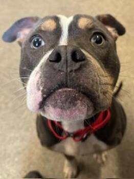Kratos -  Pit Bull Terrier Dog for Adoption in Cleveland, Ohio - Kratos | PetCurious
