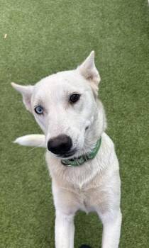 Asami -  Husky and Mixed Breed Dog for Adoption in Eugene, Oregon - Asami | PetCurious