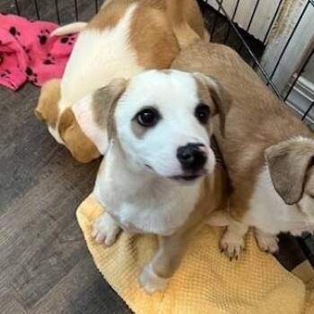 Rescue Jack Russell Terrier Dogs for Adoption in Lindenhurst, New York - Ash | PetCurious