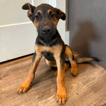 German Shepherd Dog and Terrier Dogs Available for Adoption in Bloomfield, Connecticut - Beamer | PetCurious