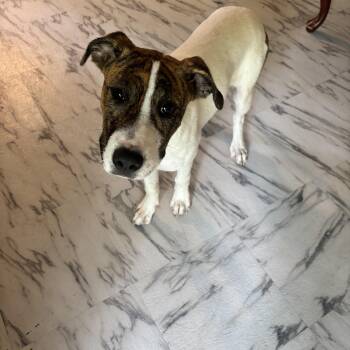Halo -  Boxer Dog Available for Adoption in Ruston, Louisiana - Halo | PetCurious