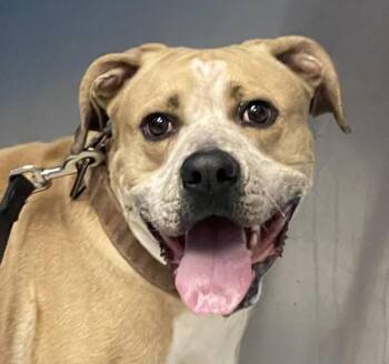 Boxer and Australian Cattle Dog Blue Heeler Dogs Available for Adoption - Zero | PetCurious