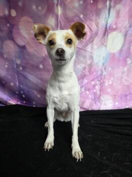 Dallas -  Chihuahua Dog for Adoption in Durango, Colorado - Dallas | PetCurious