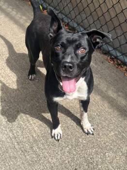 Fulton -  Pit Bull Terrier Dog for Adoption in Chicago, Illinois - Fulton | PetCurious