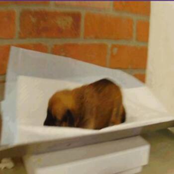 Mercy -  Chihuahua Dog for Adoption in Park Row, Texas - Mercy | PetCurious
