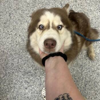 Skye -  Husky Dog for Adoption in Birmingham, Alabama - Skye | PetCurious