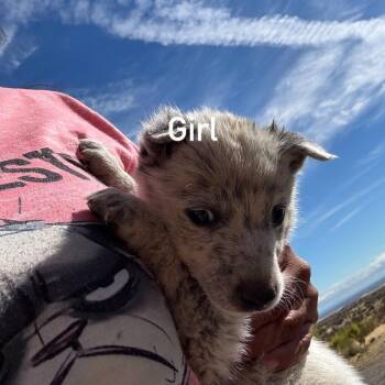 Fork -  Cattle Dog Dog for Adoption in Tacoma, Washington - Fork | PetCurious