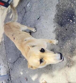 Astrid -  Shepherd and Mixed Breed Dog for Adoption in Fresno, California - Astrid | PetCurious