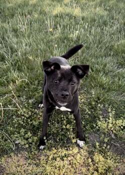 Labrador Retriever Dogs Available for Adoption in Junction City, Kansas - Cowabunga | PetCurious