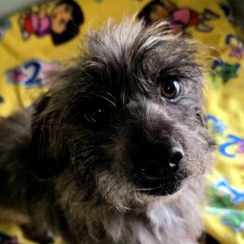 Scottish Terrier and Dachshund Dogs Available for Adoption in Goleta, California - ODO | PetCurious