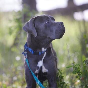 Cane Corso Dogs Available for Adoption in Chicago, Illinois - Alex | PetCurious