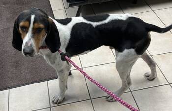 Rescue Coonhound Dogs for Adoption in Williamstown, Kentucky - Elmer Fudd | PetCurious