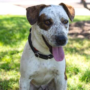 Basset Hound and Terrier Dogs Available for Adoption in Austin, Texas - Butch CI | PetCurious